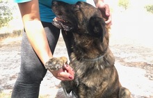 JANGLON, Hund, Mischlingshund in Spanien - Bild 5