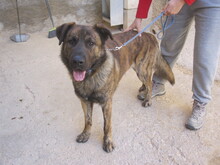 JANGLON, Hund, Mischlingshund in Spanien - Bild 8