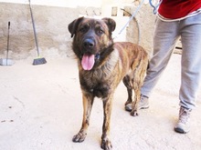 JANGLON, Hund, Mischlingshund in Spanien - Bild 9
