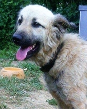 MIKESCH, Hund, Mischlingshund in Bosnien und Herzegowina - Bild 1