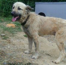 MIKESCH, Hund, Mischlingshund in Bosnien und Herzegowina - Bild 2