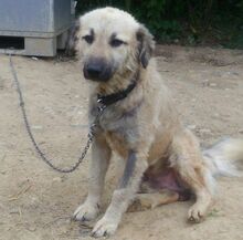 MIKESCH, Hund, Mischlingshund in Bosnien und Herzegowina - Bild 3