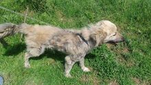 MIKESCH, Hund, Mischlingshund in Bosnien und Herzegowina - Bild 4
