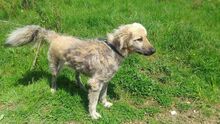 MIKESCH, Hund, Mischlingshund in Bosnien und Herzegowina - Bild 5
