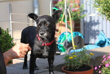 LINA, Hund, Mischlingshund in Bochum - Bild 11