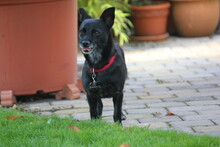 LINA, Hund, Mischlingshund in Bochum - Bild 6