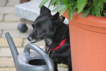 LINA, Hund, Mischlingshund in Bochum - Bild 7