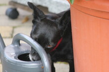 LINA, Hund, Mischlingshund in Bochum - Bild 8