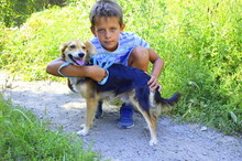 SAJMON, Hund, Mischlingshund in Slowakische Republik - Bild 2
