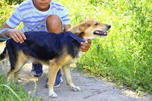 SAJMON, Hund, Mischlingshund in Slowakische Republik - Bild 3
