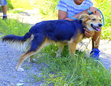 SAJMON, Hund, Mischlingshund in Slowakische Republik - Bild 4