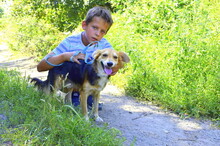 SAJMON, Hund, Mischlingshund in Slowakische Republik - Bild 5