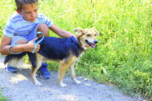 SAJMON, Hund, Mischlingshund in Slowakische Republik - Bild 6