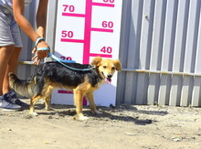 SAJMON, Hund, Mischlingshund in Slowakische Republik - Bild 9