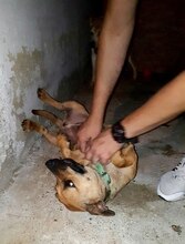 ARTHUR, Hund, Mischlingshund in Rumänien - Bild 10