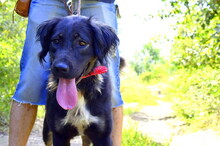 PERLA, Hund, Mischlingshund in Slowakische Republik - Bild 2