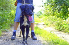 PERLA, Hund, Mischlingshund in Slowakische Republik - Bild 3