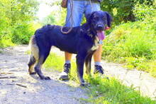 PERLA, Hund, Mischlingshund in Slowakische Republik - Bild 4