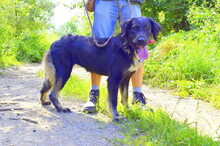 PERLA, Hund, Mischlingshund in Slowakische Republik - Bild 5