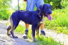 PERLA, Hund, Mischlingshund in Slowakische Republik - Bild 6