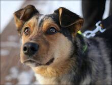 PARKER, Hund, Australian Shepherd-Mix in Slowakische Republik - Bild 2