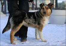 PARKER, Hund, Australian Shepherd-Mix in Slowakische Republik - Bild 3