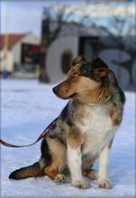 PARKER, Hund, Australian Shepherd-Mix in Slowakische Republik - Bild 4
