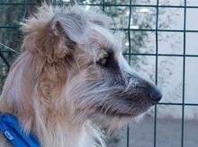 DOBBY, Hund, Mischlingshund in Spanien - Bild 10