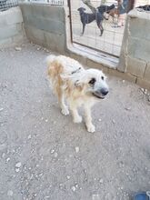 DOBBY, Hund, Mischlingshund in Spanien - Bild 17