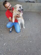 DOBBY, Hund, Mischlingshund in Spanien - Bild 19