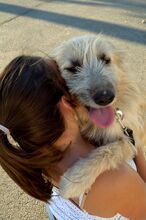 DOBBY, Hund, Mischlingshund in Spanien - Bild 2