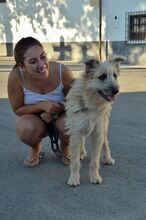 DOBBY, Hund, Mischlingshund in Spanien - Bild 4