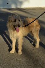 DOBBY, Hund, Mischlingshund in Spanien - Bild 5