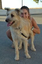 DOBBY, Hund, Mischlingshund in Spanien - Bild 6