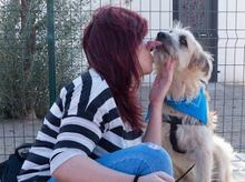 DOBBY, Hund, Mischlingshund in Spanien - Bild 7