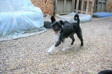 NAIRA, Hund, Mischlingshund in Spanien - Bild 2