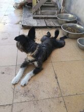 NAIRA, Hund, Mischlingshund in Spanien - Bild 3