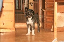 NAIRA, Hund, Mischlingshund in Spanien - Bild 5