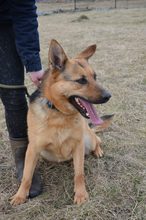 TESA, Hund, Deutscher Schäferhund in Slowakische Republik - Bild 1