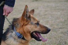 TESA, Hund, Deutscher Schäferhund in Slowakische Republik - Bild 2