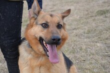 TESA, Hund, Deutscher Schäferhund in Slowakische Republik - Bild 3