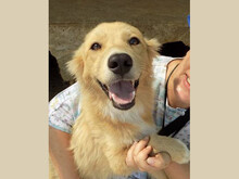 AVERY, Hund, Mischlingshund in Rumänien - Bild 1