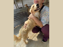 AVERY, Hund, Mischlingshund in Rumänien - Bild 2