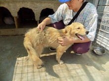 AVERY, Hund, Mischlingshund in Rumänien - Bild 3