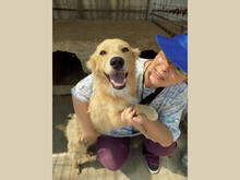 AVERY, Hund, Mischlingshund in Rumänien - Bild 4