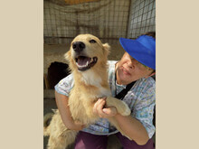 AVERY, Hund, Mischlingshund in Rumänien - Bild 5