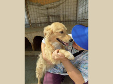 AVERY, Hund, Mischlingshund in Rumänien - Bild 6