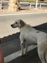 LECHUGA, Hund, Mischlingshund in Obermeitingen - Bild 13