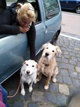 LECHUGA, Hund, Mischlingshund in Obermeitingen - Bild 20