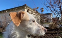 LECHUGA, Hund, Mischlingshund in Obermeitingen - Bild 38
